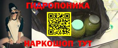 бошки Кингисепп